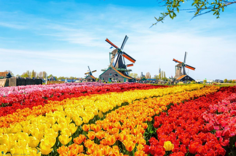 Hoa Tulip - Quốc hoa Hà Lan