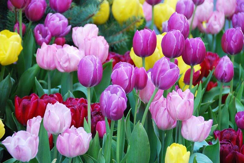 Hoa Tulip tím hình ảnh đẹp nhất