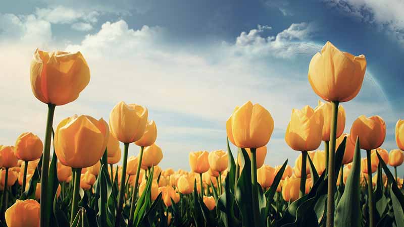 Hoa Tulip vàng tổng hợp những hình ảnh đẹp nhất