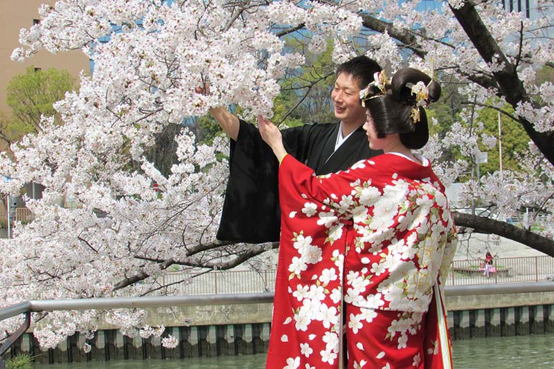 Kyoto lộng lẫy hoa anh đào Nhật bản