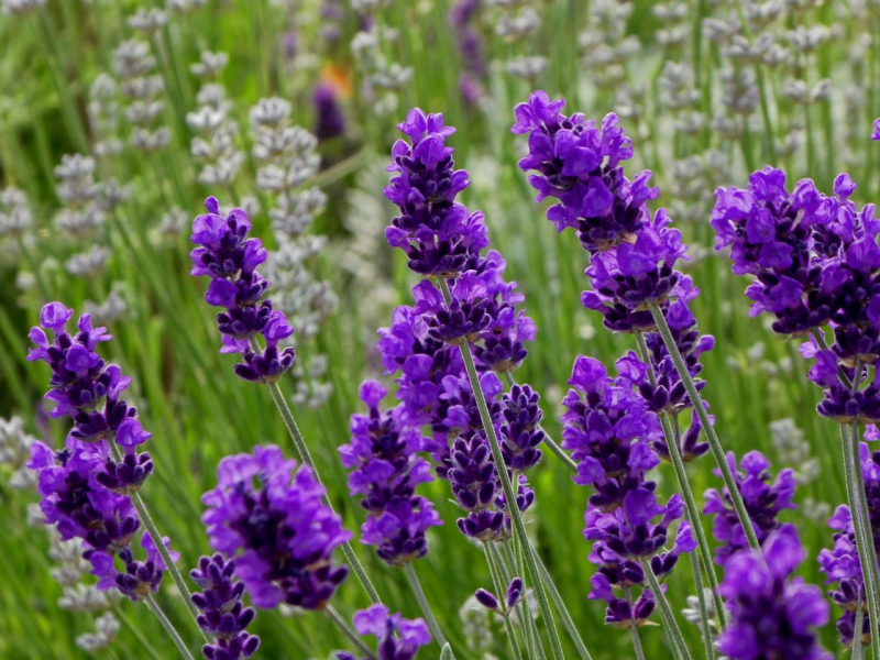 Lavender - Lựa chọn cho những người yêu xa