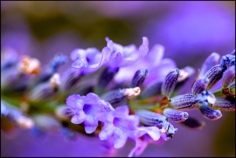 Cận cảnh hoa Lavender