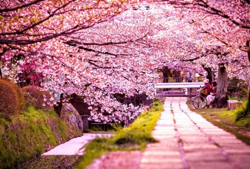 Lễ hội hoa anh đào Nhật Bản diễn ra vào tháng mấy