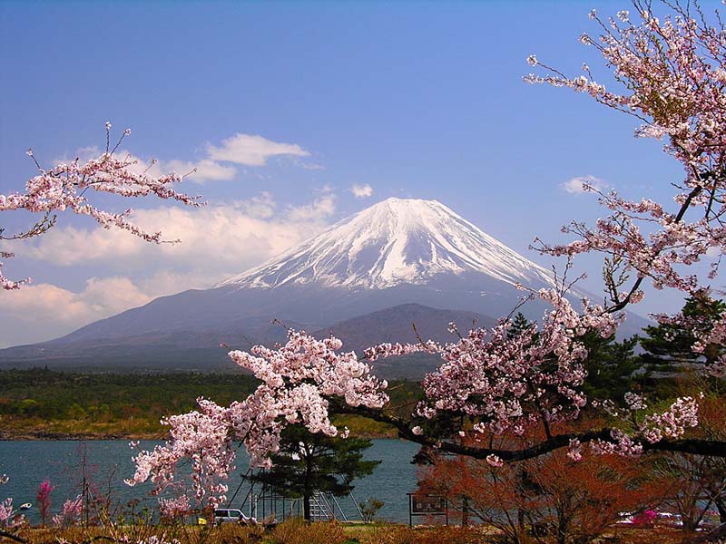Lịch sử hoa anh đào ở Nhật Bản