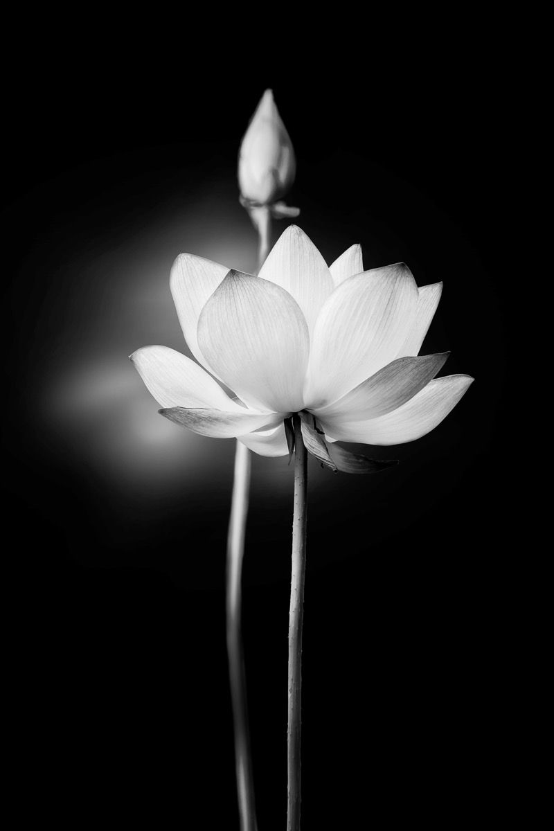 Lotus flower black and white wallpaper