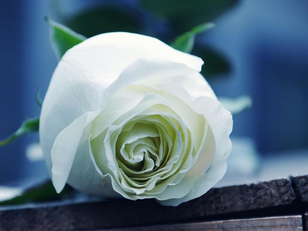 Một bông hoa hồng trắng cực xinh