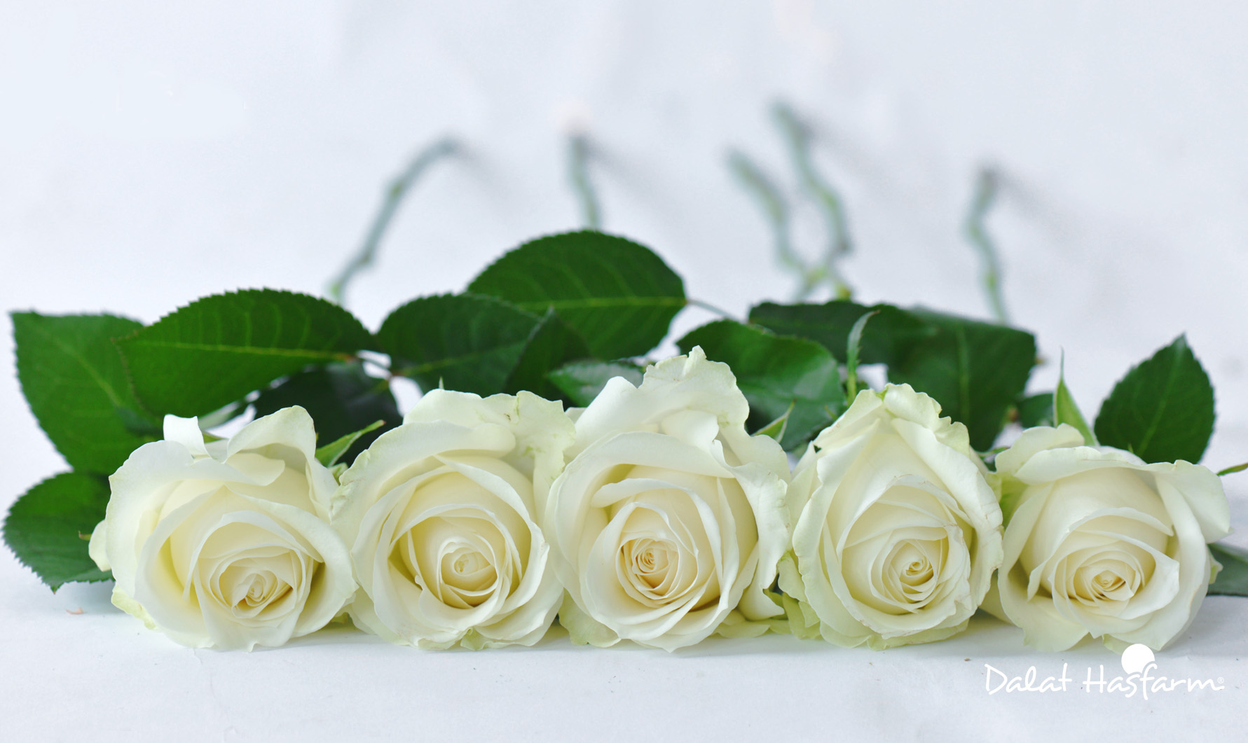 Năm bông hồng trắng xếp gần nhau