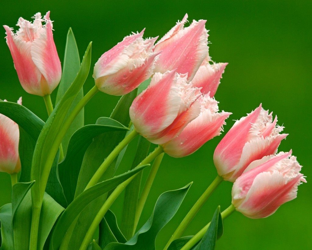 Ngắm nhìn hình ảnh hoa Tulip thanh khiết rực rỡ sắc màu