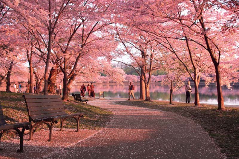 Nghẹt thở với vẻ đẹp của hoa anh đào Nhật Bản