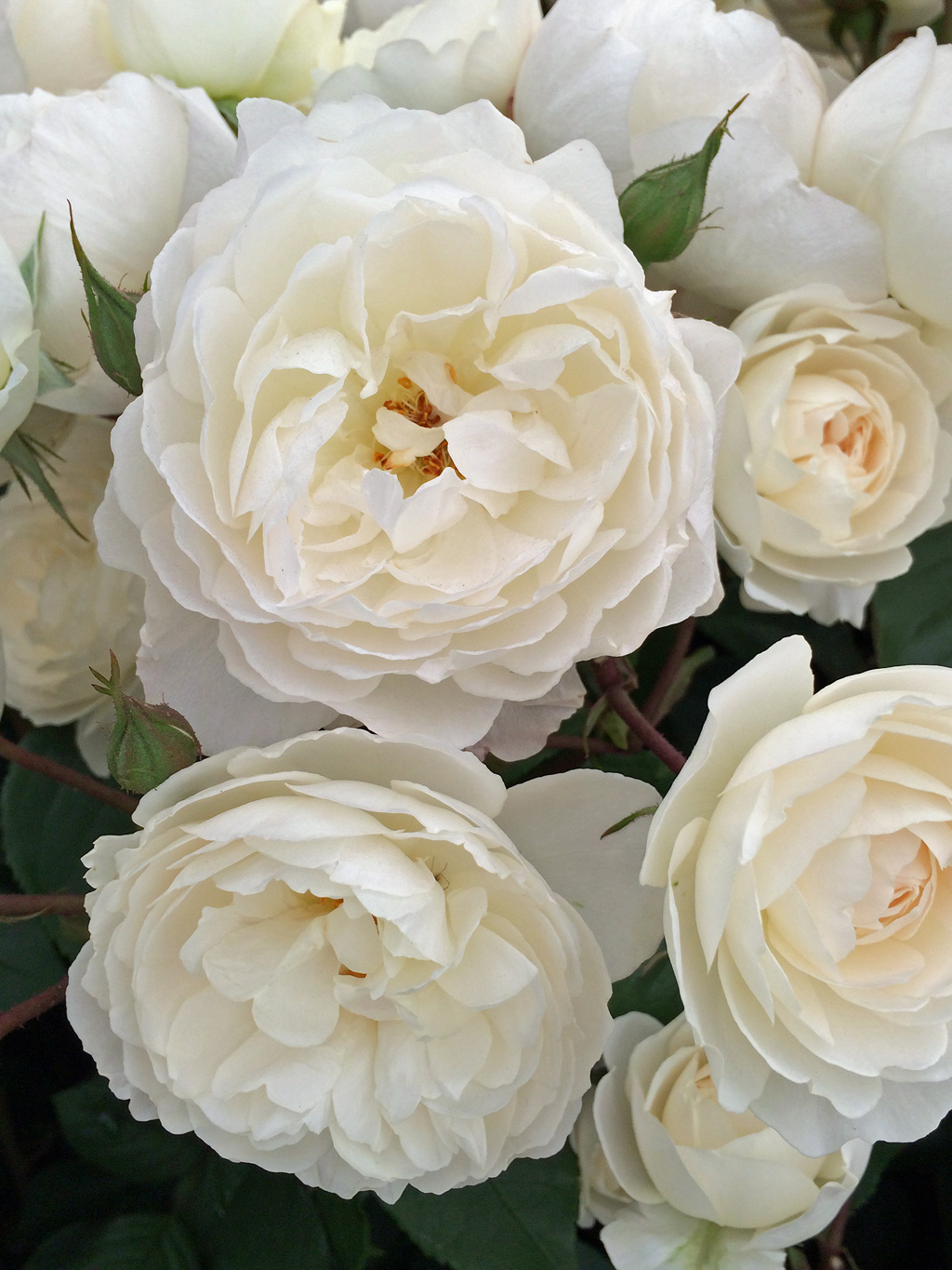 Nhiều bông hoa hồng trắng cực xinh đẹp
