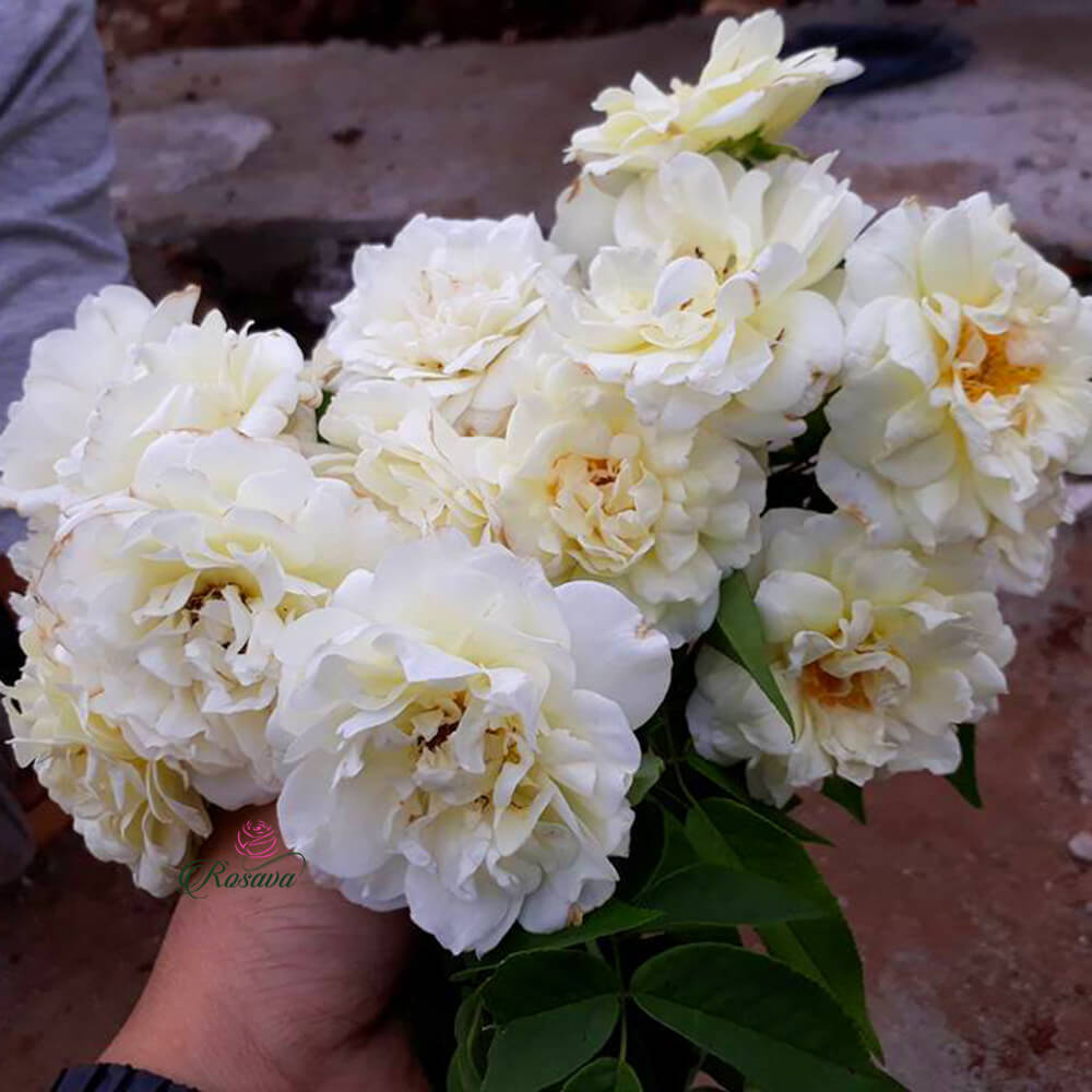 Những bông hoa hồng trắng Đà Lạt có một sắc đẹp lạ