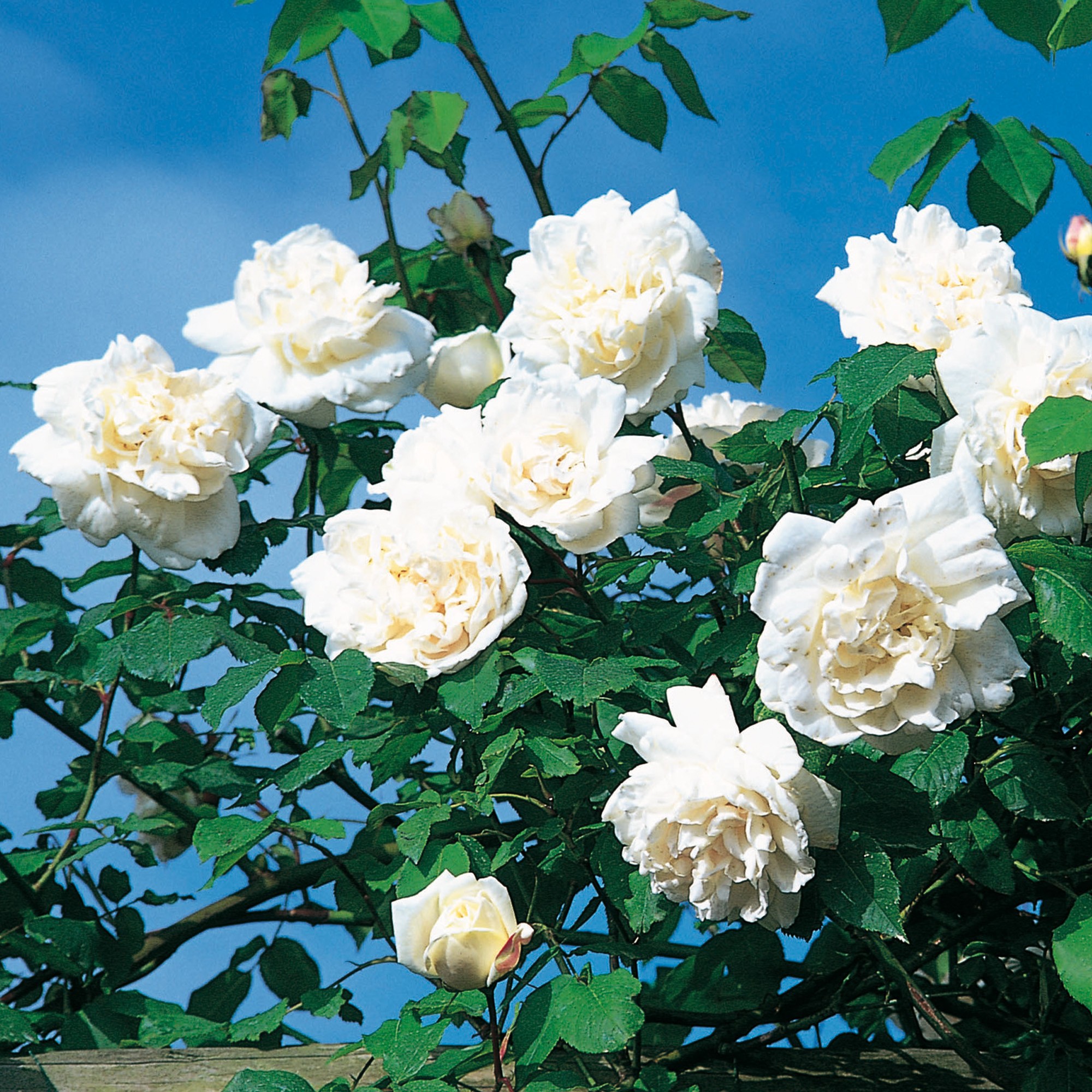Những bông hồng trắng cực đẹp