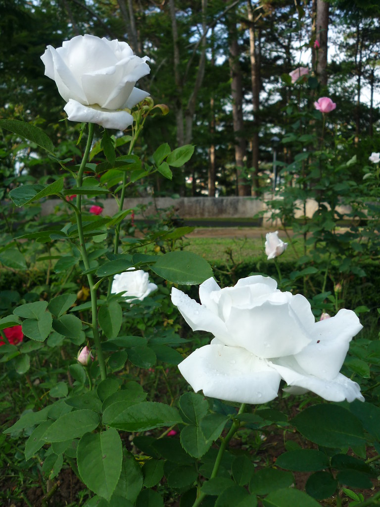 Những cành hồng trắng mọc trong vườn