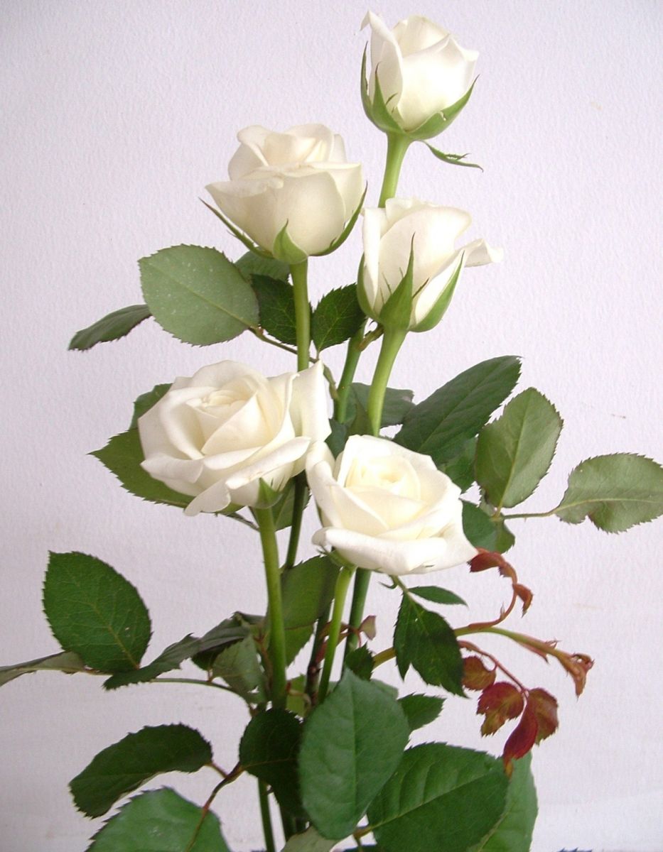 Những cành hồng trắng
