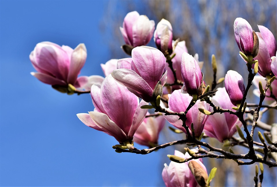 Những hình ảnh cây hoa Mộc Lan đẹp
