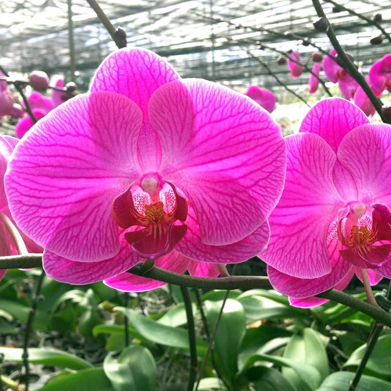 Những loài hoa lan đẹp nhất việt nam