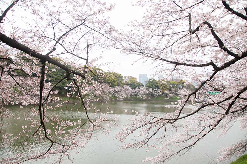 Phong cảnh đẹp mê hồn của hoa anh đào Nhật Bản