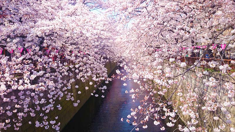 Phong cảnh hoa anh đào Nhật Bản đẹp nhất