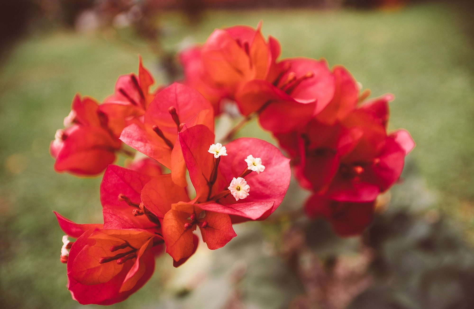 Red bougainvillea flowers wallpaper