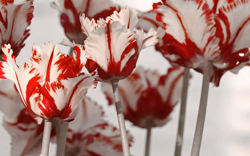 Say đắm với hoa Tulip mang vẻ đẹp thơ mộng