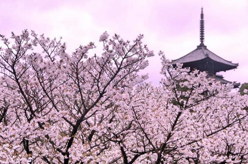 Thưởng ngoạn hoa anh đào Nhật Bản với những hình ảnh đẹp nhất
