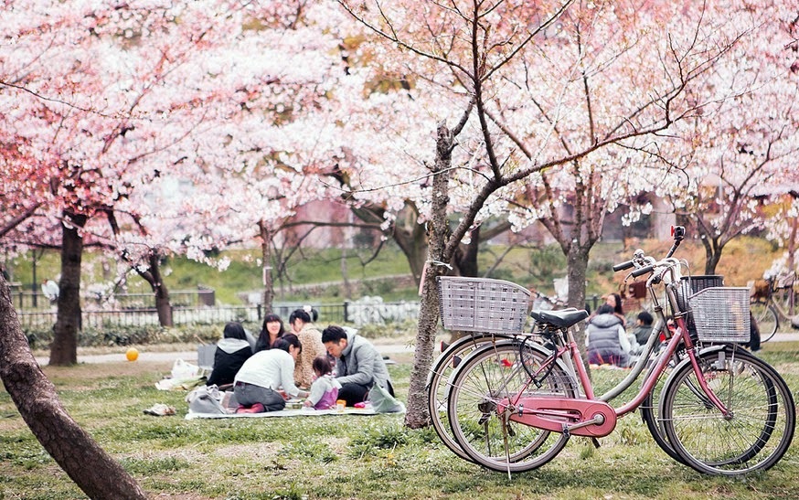 Tìm hiểu lễ hội hoa anh đào ở Nhật bản