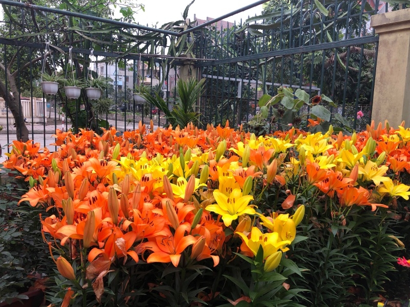 Tổng hợp hình ảnh khu vườn hoa Ly màu vàng rực rỡ nhất