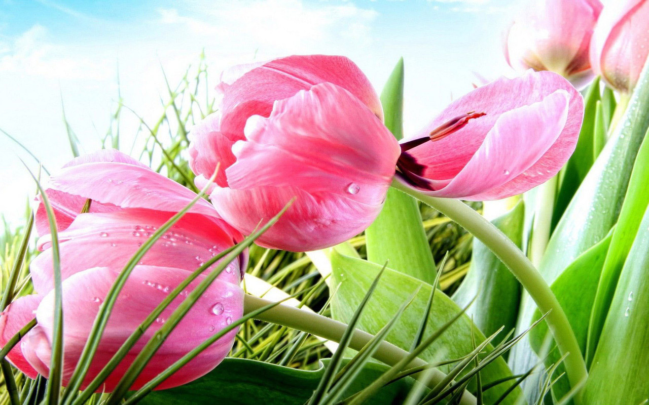 Tổng hợp những hình ảnh hoa Tulip đẹp nhất