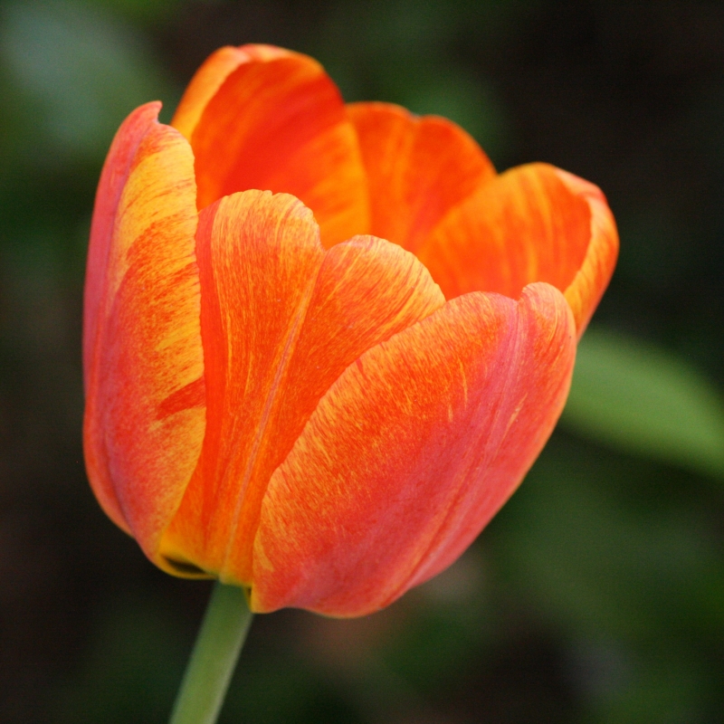 Tulip cam
