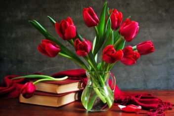 9 Ý Nghĩa Đặc Biệt Của Từng Màu Sắc Của Hoa Tulip Bạn Có Biết