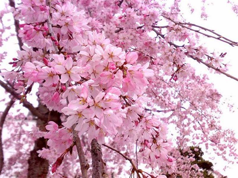 Tưng bừng lễ hội hoa anh đào Nhật Bản hình ảnh đẹp nhất