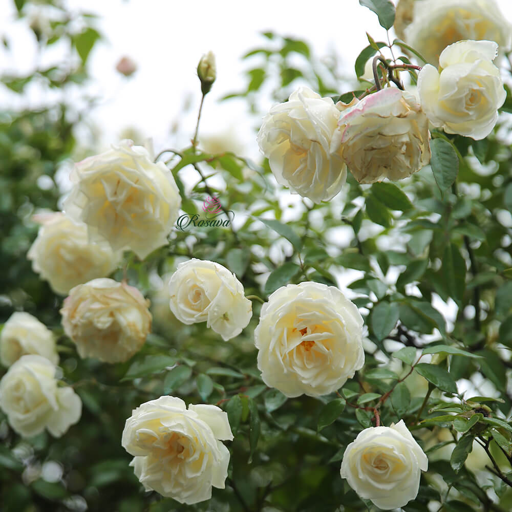 Vườn hoa hồng cực xinh đẹp toàn những bông hồng trắng