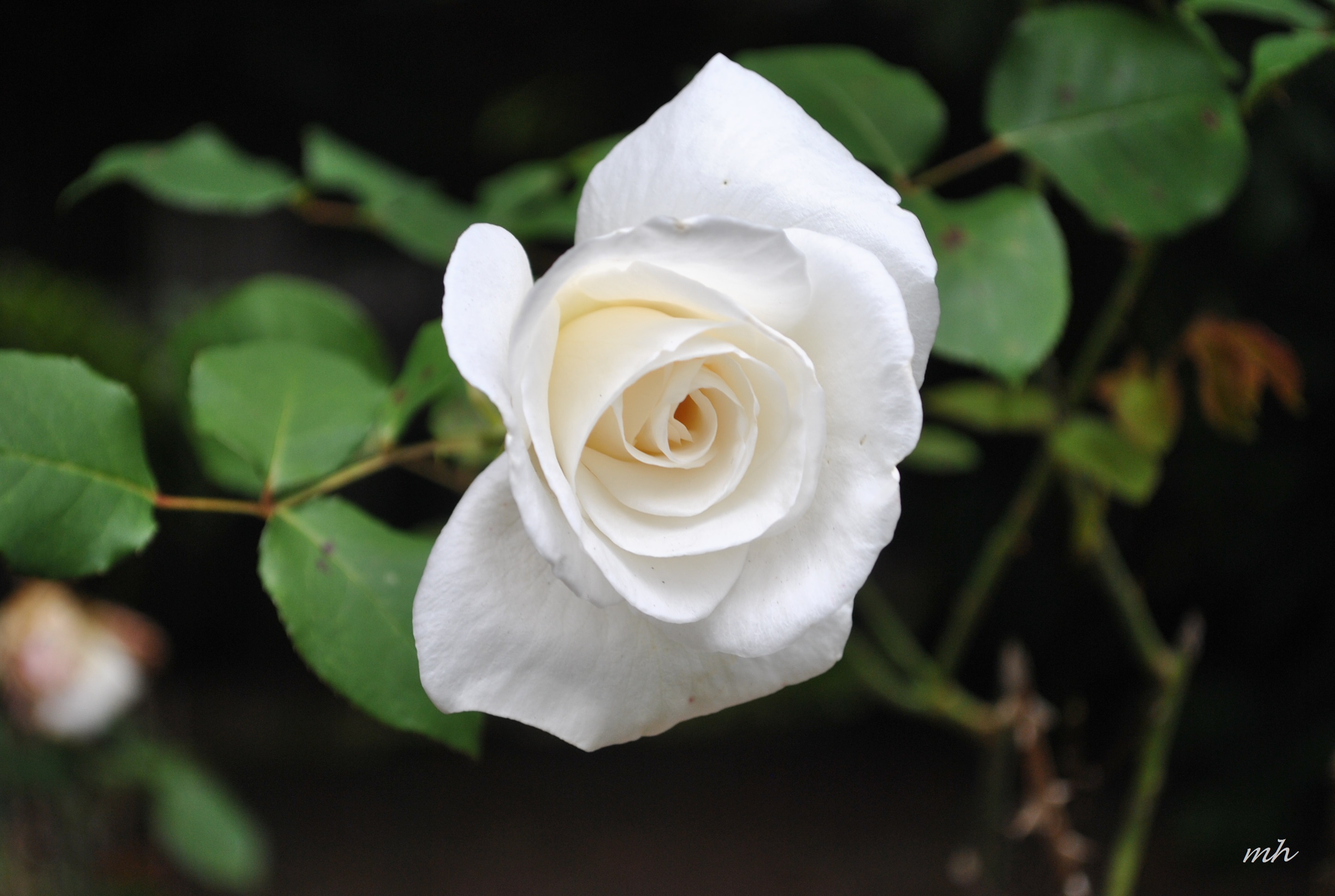 Vườn hoa hồng trắng cực kỳ đẹp