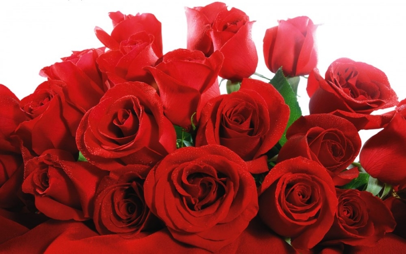 Hoa hồng tượng trưng cho tình yêu mãnh liệt